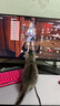 普安特宠物狗狗猫咪耳朵清洁洗耳液耳螨耳道护理耳臭耳痒耳炎感染滴耳液 尔加分洗耳液120ml（耳螨耳道清洁） 实拍图