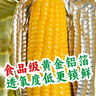 金沃瑞丰有机 大黄糯玉米棒260g*8支＞4.5斤 新鲜甜粘黏 非转基因早餐 实拍图