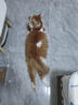 麦富迪 猫粮猫零食猫湿粮猫条猫罐头barf霸弗生骨肉喂养尝鲜包542g 实拍图