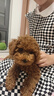 麦富迪狗粮 乖宝乐狗粮幼犬通用均衡营养（牛肉蛋黄）10kg/20斤 实拍图