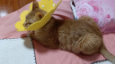 欢宠网伊丽莎白圈猫宠物狗猫咪狗狗绝育软项圈头套脖套防舔防咬脖圈耻辱 实拍图