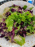千牛优福新鲜生菜组合4斤球生菜红叶等6种沙拉蔬菜轻食蔬菜包 6种蔬菜共4斤【无酱】 实拍图
