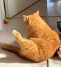皇家皇家猫粮 波斯成猫粮 P30 通用粮 12月以上 2KG 实拍图