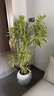 叹为观止 大型盆栽 单杆辫子发财树天堂鸟绿萝散尾葵办公室内开业乔迁礼品 金边百合竹1.2-1.4米【聚宝盆】 含盆 实拍图