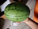 现摘现发2k西瓜当季手剥薄皮小糖丸西瓜新鲜水果冰糖子小西瓜 2-3斤（1-2个） 实拍图