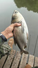 天元邓刚浮钓鲢鳙450g大头鱼饵料鲢鳙鱼饵钓鱼饵料 天元邓刚浮钓鲢鳙450g  1包 实拍图