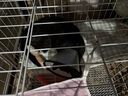 憨憨宠猫笼折叠猫笼子大号猫别墅加粗加密双层猫舍猫窝宠物猫咪用品家用 白色 850双层 实拍图