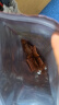 双鱼 400g*2袋自然片 休闲零食特级猪肉脯 靖江特产猪肉铺猪肉干肉脯 实拍图