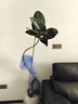 植男植女橡皮树大型盆栽绿植造型室内办公室客厅大盆栽黑金刚源头直发 实拍图