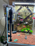 森森（SUNSUN）鱼缸加热棒自动恒温水族箱防爆加热器鱼缸水族用品 300W耀蓝尊享版 加强石英玻璃（33cm长） 实拍图
