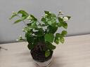 开时果 茉莉花盆栽浓香型 桌面绿植物阳台花卉树苗盆景摆件源头直发包邮 精品茉莉花5-10株【淡墨瓷盆】 实拍图