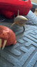 乐蓓富仿真海洋动物模型玩具海底世界生物鲨鱼海豚生日六一儿童节礼物 实拍图