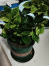 开时果 栀子花盆栽浓香型带花苞发货 阳台花卉好养绿植物源头直发包邮 加仑盆【90#带花苞发货】 实拍图