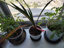 德沃多肥料55L植物营养土通用养花土种菜有机土壤泥炭土绿植盆栽种植土椰糠 实拍图