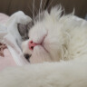 恩倍多  体内外同驱 吡虫啉莫昔克丁滴剂 猫用＞4-8kg单支装0.8ml 实拍图