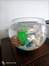 团圆月办公室小鱼缸加厚透明玻璃乌龟缸客厅家用桌面圆形迷你小型金鱼缸 20CM圆球+彩石6件套 实拍图