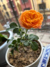 意轩月季特大花浓香果汁阳台庭院花卉植物盆栽蔷薇四季玫瑰花苗带花苞 果汁阳台(灌木月季开花季节带花) 小苗含营养钵 实拍图