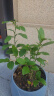 叶之静柠檬树苗 阳台 庭院植物 南方北方种植 果树苗 当年颗结果 香水柠檬 五年大苗当年结果 实拍图