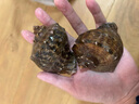 海宏盈【活鲜】 青岛大海螺鲜活 1500g 海鲜贝类生鲜 超大规格共5-7只 1500g 实拍图