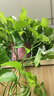 双盟绿萝盆栽除甲醛花卉绿植办公室新房净化空气160红1盆源头直发 实拍图