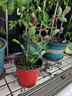 海蒂的花园旗舰店月季花卉盆栽小苗灌木蔷薇阳台观赏南北方四季可种原盆原土 月季弗洛伦蒂娜15cm盆 含盆 实拍图