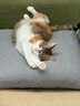 皇家皇家猫粮 英短成猫粮 BS34 通用粮 12月以上 10KG 实拍图