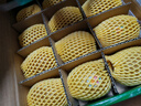 佳沛（zespri）新西兰 阳光金奇异果12粒礼盒特大果单果约122-146g 猕猴桃 水果 实拍图