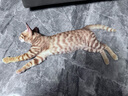 卫仕猫多维240片定制猫用复合维生素片维生素b美毛宠物营养猫咪维生素 实拍图