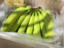 谷真云南高山香蕉 10斤新鲜薄皮现砍现发整箱批发正宗当季大香蕉 大香蕉 4.5kg 特级蕉 实拍图