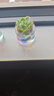 行湘水培多肉植物盆栽绿植 吉娃娃+迷你小布丁玻璃瓶+水培珠 源头直发 实拍图