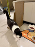 pidan猫抓板 直角款 瓦楞纸猫窝耐磨猫玩具 实拍图
