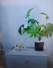 圣多堡意式床头柜卧室家用简约现代床边柜储物收纳柜全实木岩板简易整装 香槟灰40长40宽50高 实拍图