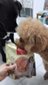 麦富迪 宠物狗狗零食 成犬幼犬训狗奖励鸡肉干1200g 实拍图