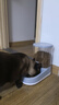 hoopet超大容量宠物自动喂食器猫碗狗盆大型犬狗狗饮水机猫咪喂水投食器 喂食器3.8L超大容量 灰 实拍图