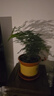 幼薇文竹盆栽植物室内绿化四季迷你办公室绿植摆件桌面好养创意小盆景 文竹+塑料原盆 带盆栽好 实拍图
