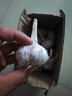 春平赋2025年新鲜大蒜头现挖新蒜紫皮大蒜批发鲜蒜红皮蒜糖醋湿蒜 2斤装含箱 1000g 【果径4-5cm] 实拍图