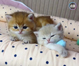 KONOKO去泪痕湿巾宠物猫咪狗狗泪痕湿纸巾比熊泰迪擦眼睛湿巾纸眼部清洁 实拍图