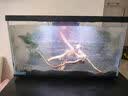 喜高超白玻璃鱼缸智能鱼缸免换水小型客厅水族箱一体式过滤氧气鱼缸 黑色-鱼缸+造景 485*225*283mm 实拍图