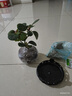 开时果 小盼菩提树盆栽带果发货 客厅绿植花卉禅意盆景室内桌面招财植物 舍得盆+苔藓+底托（2-5颗果子） 小盼菩提（带果发货-含盆植） 实拍图