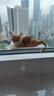 京严猫吊床吸盘猫床猫窝悬挂式猫咪窗户玻璃挂床猫架子阳台晒太阳吊篮 实拍图