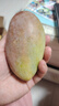 玖原农珍 海南贵妃芒果含箱5斤净果4.5斤优选芒果 当季新鲜水果 实拍图