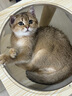 宠非凡主食猫条0添加0诱食剂幼猫猫咪成猫零食鱼油猫条100支多拼口味 实拍图