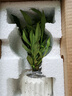 八芽小叶栀子花盆栽开花植物室内桌面茶几好养花卉绿植办公室净化空气 小叶栀子花-陶瓷竖纹盆 带盆栽好 实拍图