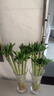 沭之美水培绿植水养植物花卉 龙竹10支约40-50cm高-不含瓶 源头直发 实拍图