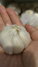 大蒜精装出口蒜出蔬菜水果调料牛肉生蚝小龙虾食材 出口标准网袋装箱 5斤 中果直径4cm 实拍图