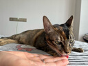 加仕高猫咪玩具逗猫棒幼猫羽毛铃铛宠物玩具伸缩加长钓鱼杆用品 实拍图