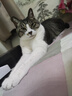 皇家皇家室内成猫粮 I27 通用粮 12月以上 10KG 实拍图