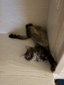 伟嘉幼猫猫粮1.2kg吞拿鱼味布偶蓝猫橘猫加菲英短猫咪夹心粮全价粮 实拍图