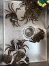 【活蟹】湖鲜阳澄 大闸蟹 去绳足重 2.0-2.3两 8只 鲜活六月黄现货超大螃蟹海鲜礼盒装 实拍图