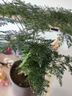开时果 文竹盆栽桌面摆件盆景 办公室植物竹子水培绿植盆景源头直发包邮 精品文竹+原生盆 实拍图